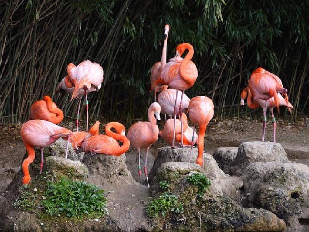 101PARC AUX OISEAUX DANS L AIN 2016 1_000006.jpg